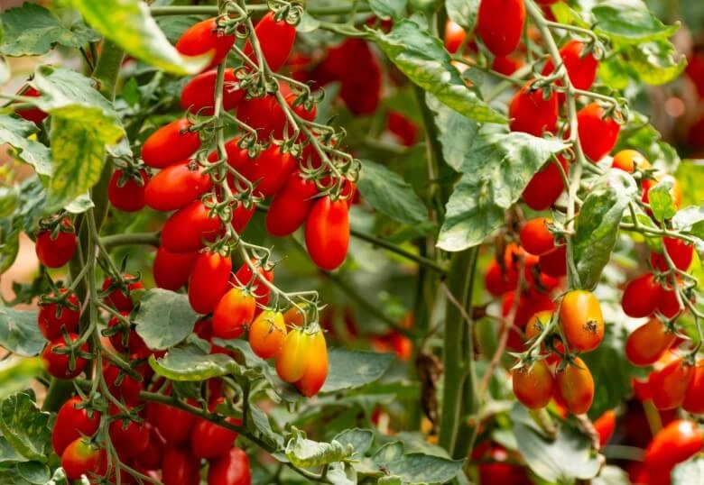 Datterini-Tomaten am Strauch