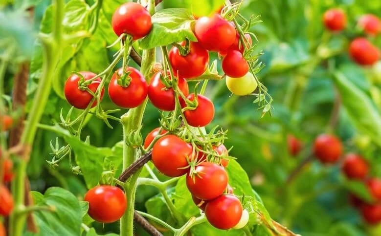 Kirschtomaten für Saucen