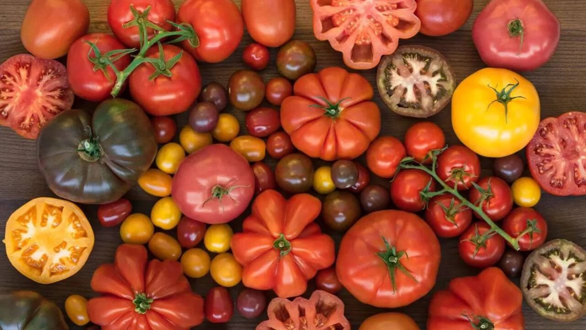 Tomatensorten der italienischen Küche