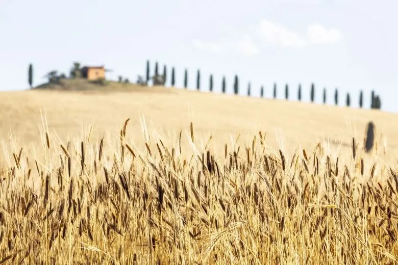 Brot in der traditionellen toskanischen Küche